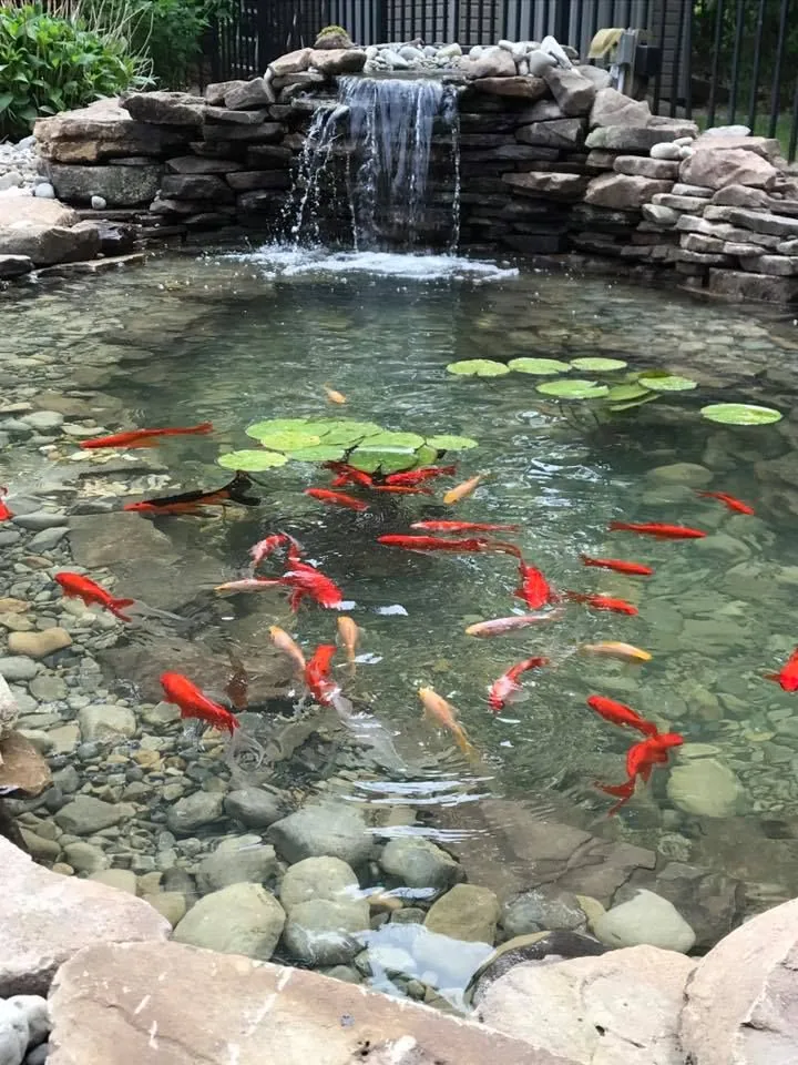 Automated Pond Management Systems