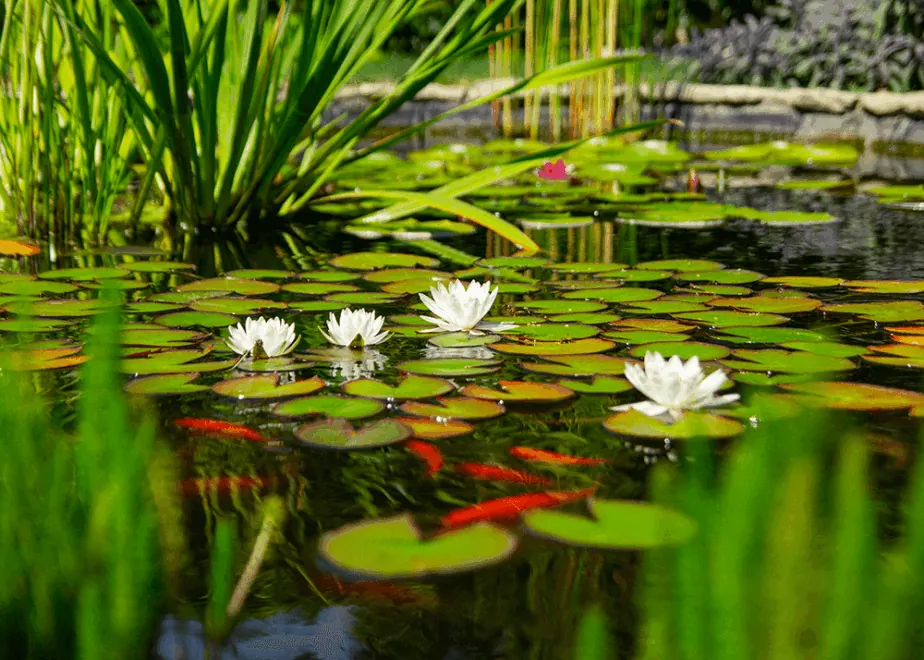 Specialist Plant Sourcing And Installation