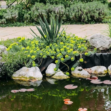 Nymphaea Candida Plants Lake With Flowers Landscaped Green Garden Service Uk